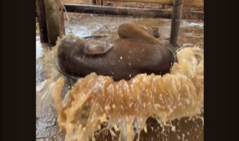 ゾウの赤ちゃんはバスタイムを満喫中！バシャバシャと全身で水を浴びてはしゃいでかわいい！！【海外・動画】
