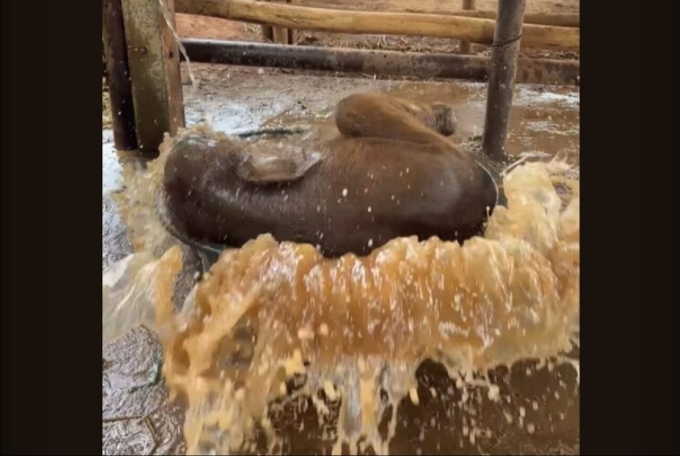ゾウの赤ちゃんはバスタイムを満喫中！バシャバシャと全身で水を浴びてはしゃいでかわいい！！【海外・動画】