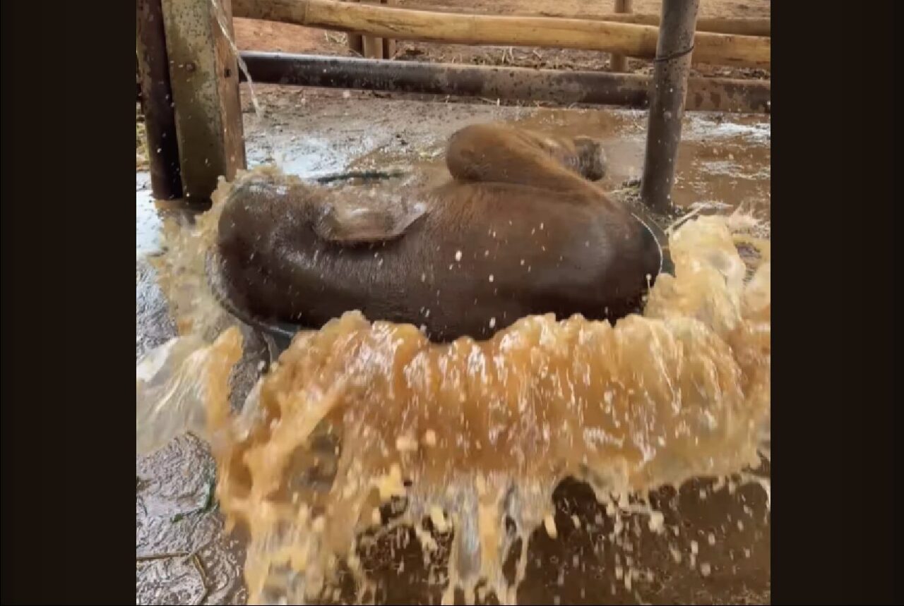 ゾウの赤ちゃんはバスタイムを満喫中！バシャバシャと全身で水を浴びてはしゃいでかわいい！！【海外・動画】