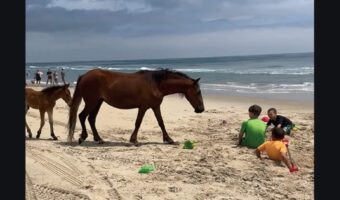 ビーチに野生のウマが現れた！？子供たちに寄っていくけど・・一緒に遊びたいのかな？【アメリカ・動画】