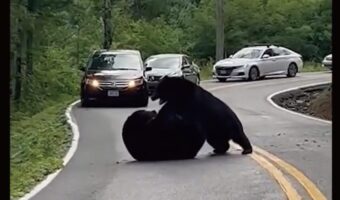 路上で大ケンカ！？車も近寄れず渋滞が発生するド迫力の争いの中心に・・巨大なクマたちが！！【アメリカ・動画】