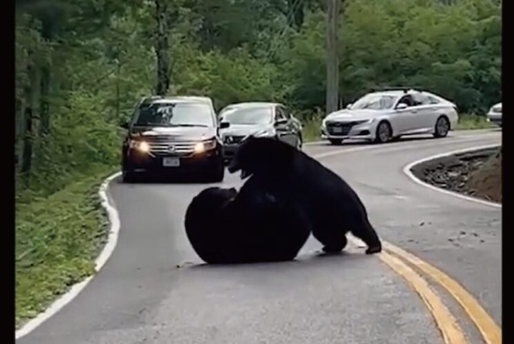 路上で大ケンカ！？車も近寄れず渋滞が発生するド迫力の争いの中心に・・巨大なクマたちが！！【アメリカ・動画】