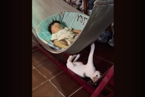 ベビーシッターはネコ！？赤ちゃんが眠るハンモックを下から揺らしてる！！【海外・動画】