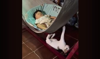 ベビーシッターはネコ！？赤ちゃんが眠るハンモックを下から揺らしてる！！【海外・動画】