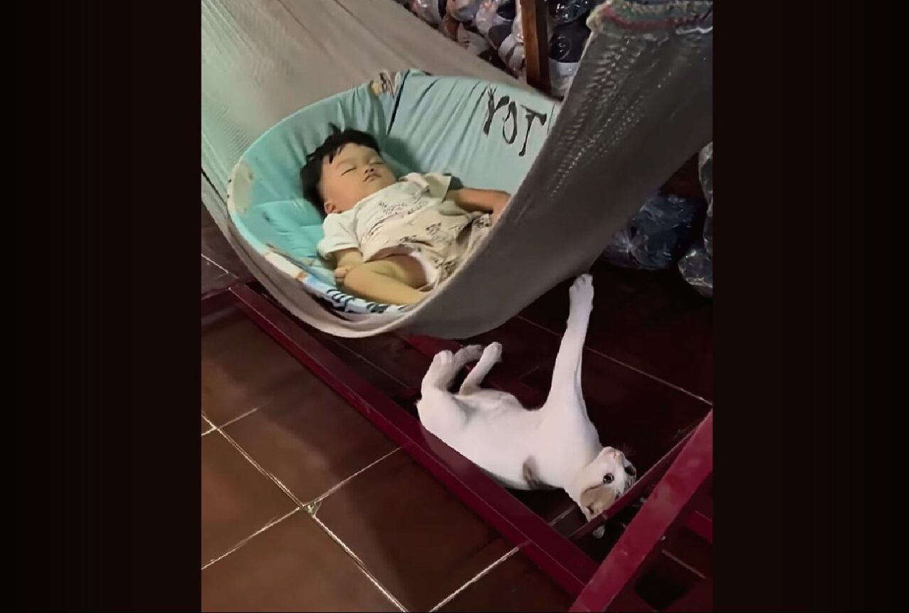 ベビーシッターはネコ！？赤ちゃんが眠るハンモックを下から揺らしてる！！【海外・動画】