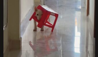 イスが頭にハマったブルテリア。抜けてくれなくて困ったこまった～【海外・動画】