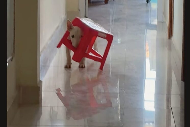 イスが頭にハマったブルテリア。抜けてくれなくて困ったこまった～【海外・動画】