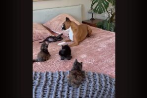 ボクサー犬は子猫たちのベビーシッター！いっぱい遊んで、ちゃんと順番を守って楽しいね～！【アメリカ・動画】