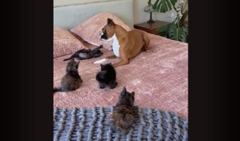 ボクサー犬は子猫たちのベビーシッター！いっぱい遊んで、ちゃんと順番を守って楽しいね～！【アメリカ・動画】