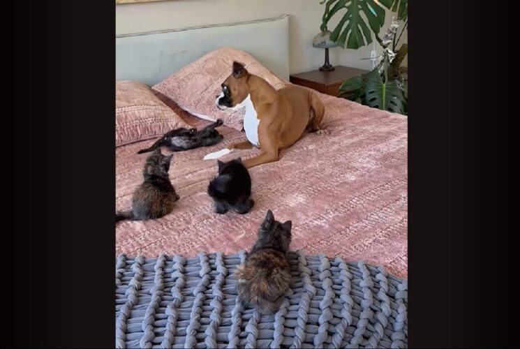 ボクサー犬は子猫たちのベビーシッター！いっぱい遊んで、ちゃんと順番を守って楽しいね～！【アメリカ・動画】