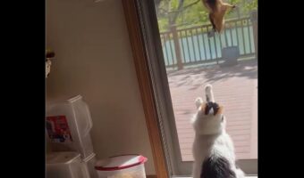 リスが網戸を逆さになっておりてきた！衝撃的なその姿には、ネコもイヌも目が釘付け！！【海外・動画】