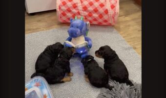 読み聞かせをじっくり聞く子犬たち。お話してくれるのは・・ドラゴンのぬいぐるみ！？【アメリカ・動画】