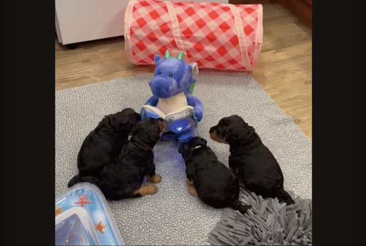 読み聞かせをじっくり聞く子犬たち。お話してくれるのは・・ドラゴンのぬいぐるみ！？【アメリカ・動画】