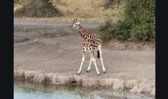 水が飲みたいキリンの子供。足を開いて首を下げると・・なんとか飲めた！【海外・動画】