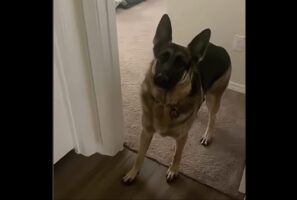 ついに思春期到来！？部屋に入ろうとするのに猛抗議してきたのは・・ジャーマンシェパード！！【アメリカ・動画】