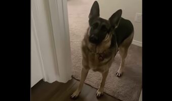 ついに思春期到来！？部屋に入ろうとするのに猛抗議してきたのは・・ジャーマンシェパード！！【アメリカ・動画】