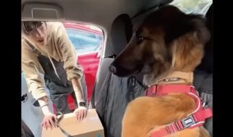 「降りませんよ」って顔しているけど早く降りて！だってこの車・・他所様の車だよ！！【アメリカ・動画】