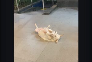 みんな見ないで！とばかりに丸くなって顔を隠すイヌ。だけど、そこは道の真ん中だから目立っているよ？【海外・動画】