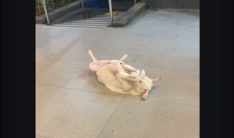 みんな見ないで！とばかりに丸くなって顔を隠すイヌ。だけど、そこは道の真ん中だから目立っているよ？【海外・動画】