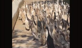 アヒル！アヒル！！アヒル！！！道いっぱいに広がって、アヒルの大群が大移動！！【海外・動画】