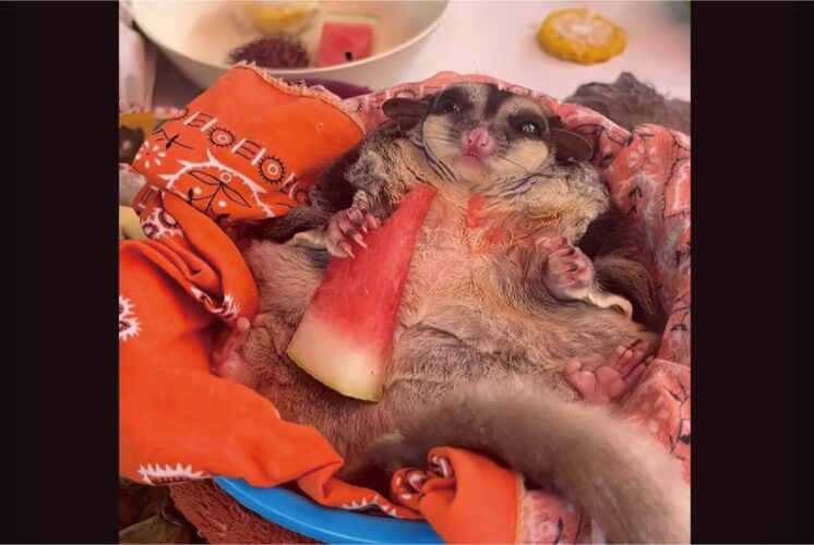 あおむけになってモグモグ。フクロモモンガはスイカを食べてご満悦！！【海外・動画】