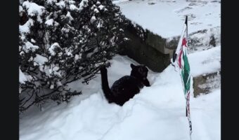 外に出てネコは大後悔！雪に足を取られてバタバタとお家に帰るのも大変だ！！【アメリカ・動画】