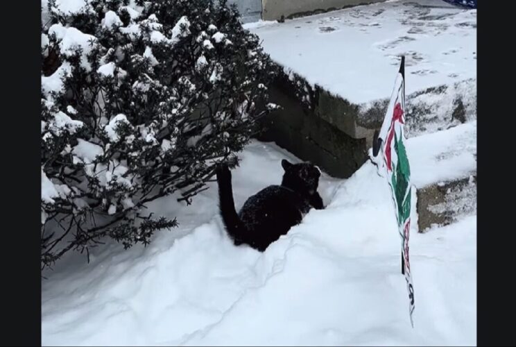 外に出てネコは大後悔！雪に足を取られてバタバタとお家に帰るのも大変だ！！【アメリカ・動画】
