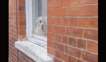 ちょっと変わったいつもの事。通りがかりにお隣さんの愛犬が・・横目でチラッと見てくる【海外・動画】