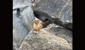 庭にやって来たかわいいお客さん。岩の上にイタチの赤ちゃんが！！【アメリカ・動画】