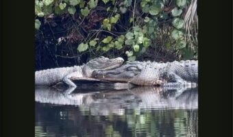 水面に気が浮いている？違う！顔を寄せ合いくつろぐワニたちだ！！【アメリカ・動画】