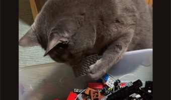 これじゃニャい。こっちでもニャい・・。ネコがトイブロックを吟味中！！【アメリカ・動画】