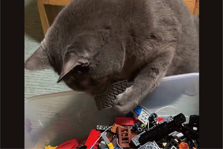これじゃニャい。こっちでもニャい・・。ネコがトイブロックを吟味中！！【アメリカ・動画】