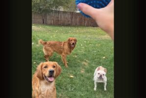 ボールに目を輝かせて待つ愛犬たち。投げてもうと、アクシデントも起きるくらいみんな元気いっぱい！！【アメリカ・動画】