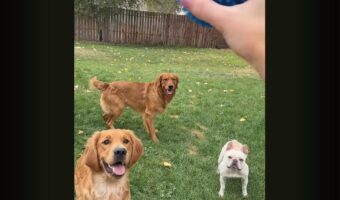 ボールに目を輝かせて待つ愛犬たち。投げてもうと、アクシデントも起きるくらいみんな元気いっぱい！！【アメリカ・動画】