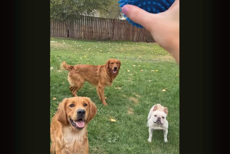 ボールに目を輝かせて待つ愛犬たち。投げてもうと、アクシデントも起きるくらいみんな元気いっぱい！！【アメリカ・動画】