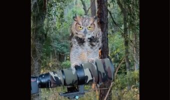カメラの上にフクロウが！野生動物を撮影中に起きた奇跡【アメリカ・動画】