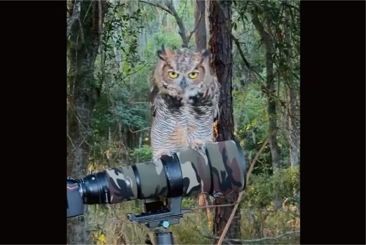 カメラの上にフクロウが！野生動物を撮影中に起きた奇跡【アメリカ・動画】