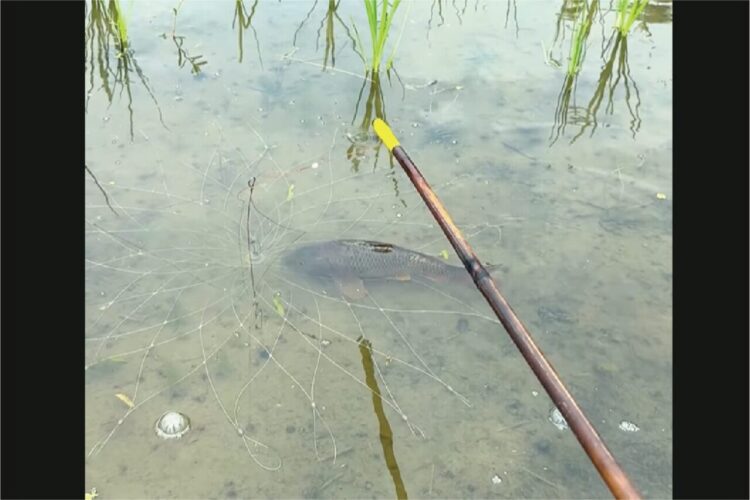 カンペキな罠！？魚を捕まえたと思ったら・・まさかのオチが！！【海外・動画】