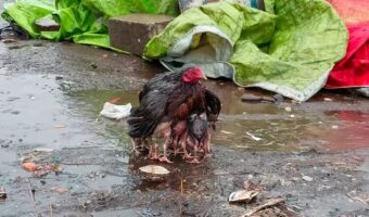 雨の中、必死に我が子の傘になり守ろうとするメンドリ。その姿に心打たれる【海外・動画】
