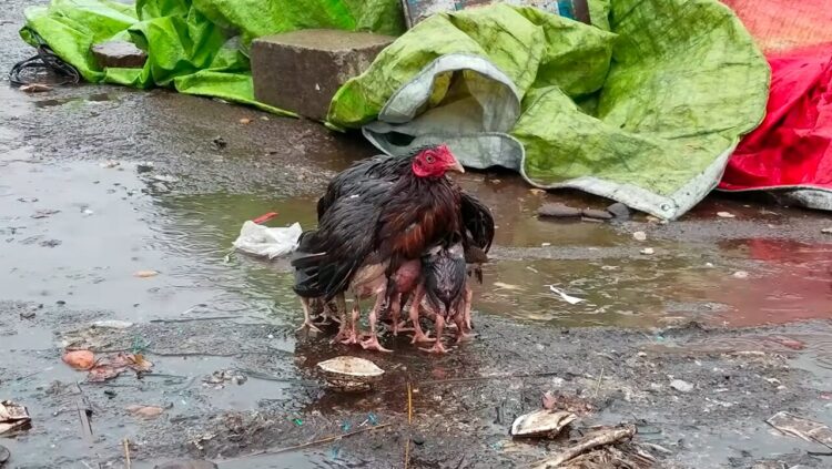 雨の中、必死に我が子の傘になり守ろうとするメンドリ。その姿に心打たれる【海外・動画】