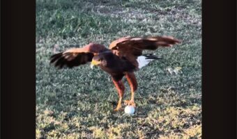 これがホントのイーグル？ゴルフボールをタカがくわえて飛んでいった！！【アメリカ・動画】