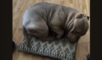 クッションの上でくるり。丸まってキレイに収まった直後の愛犬の行動が笑いを誘う【アメリカ・動画】