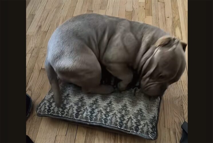 クッションの上でくるり。丸まってキレイに収まった直後の愛犬の行動が笑いを誘う【アメリカ・動画】