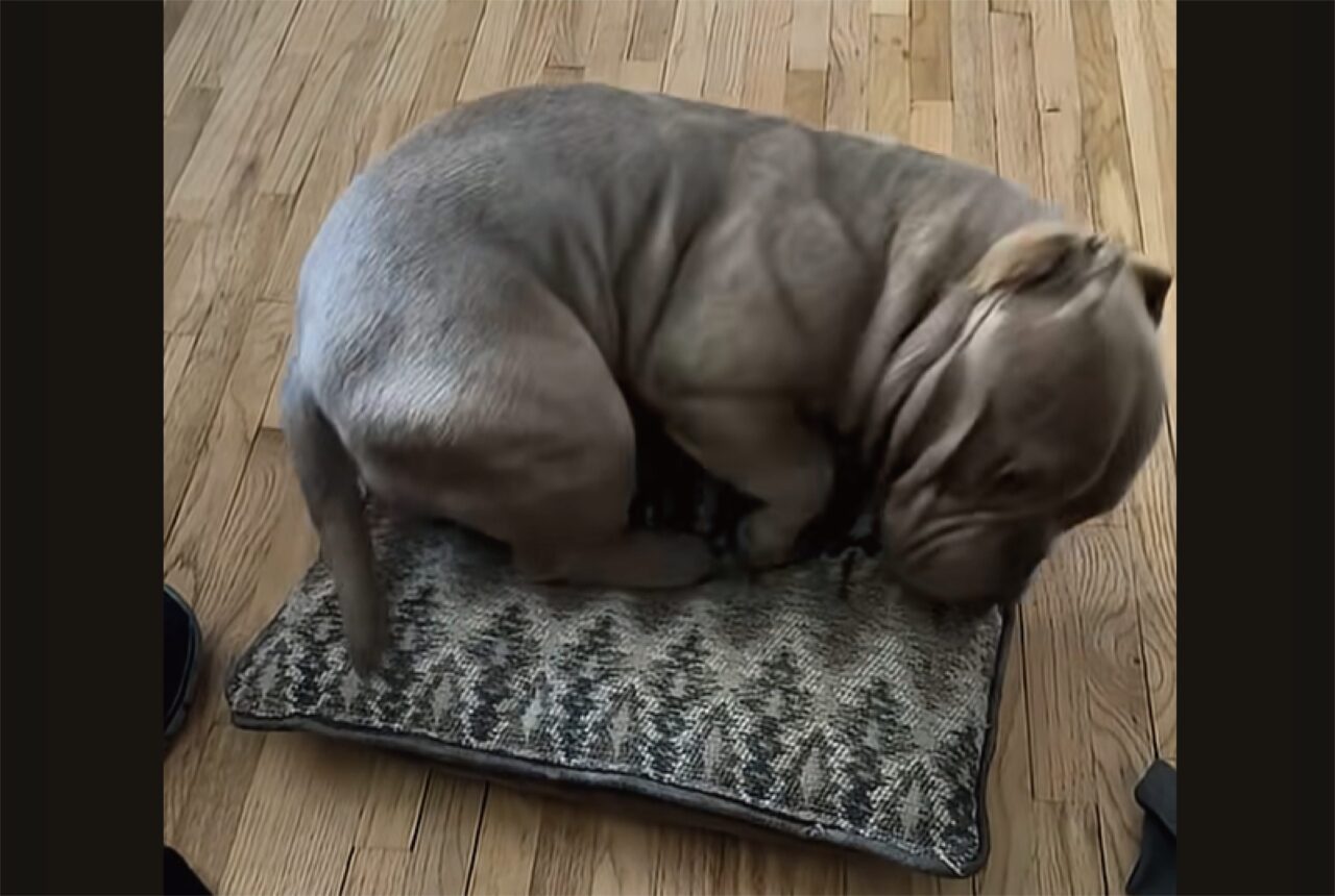 クッションの上でくるり。丸まってキレイに収まった直後の愛犬の行動が笑いを誘う【アメリカ・動画】
