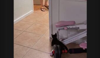 パパさんをビックリさせたい！子猫のイタズラがかわいすぎる【アメリカ・動画】