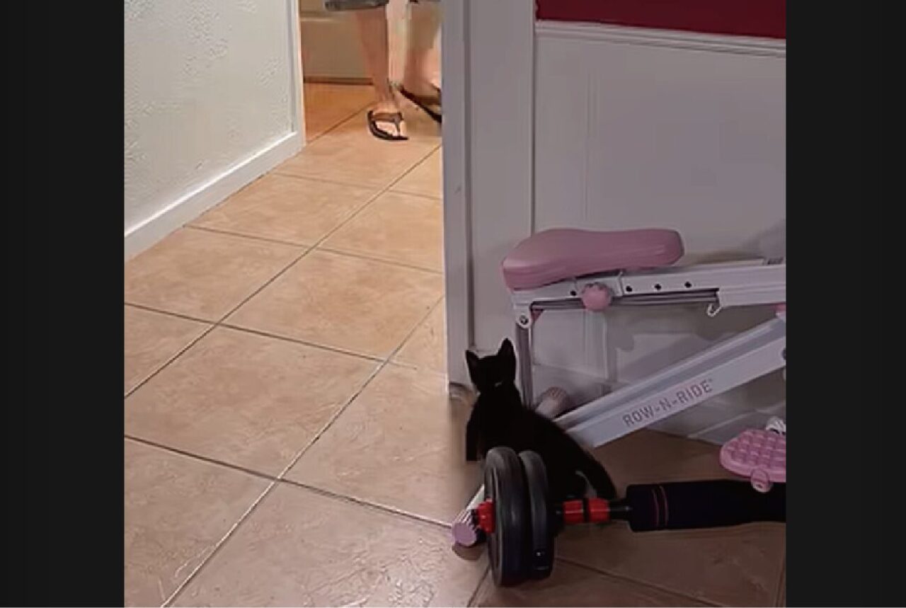 パパさんをビックリさせたい！子猫のイタズラがかわいすぎる【アメリカ・動画】