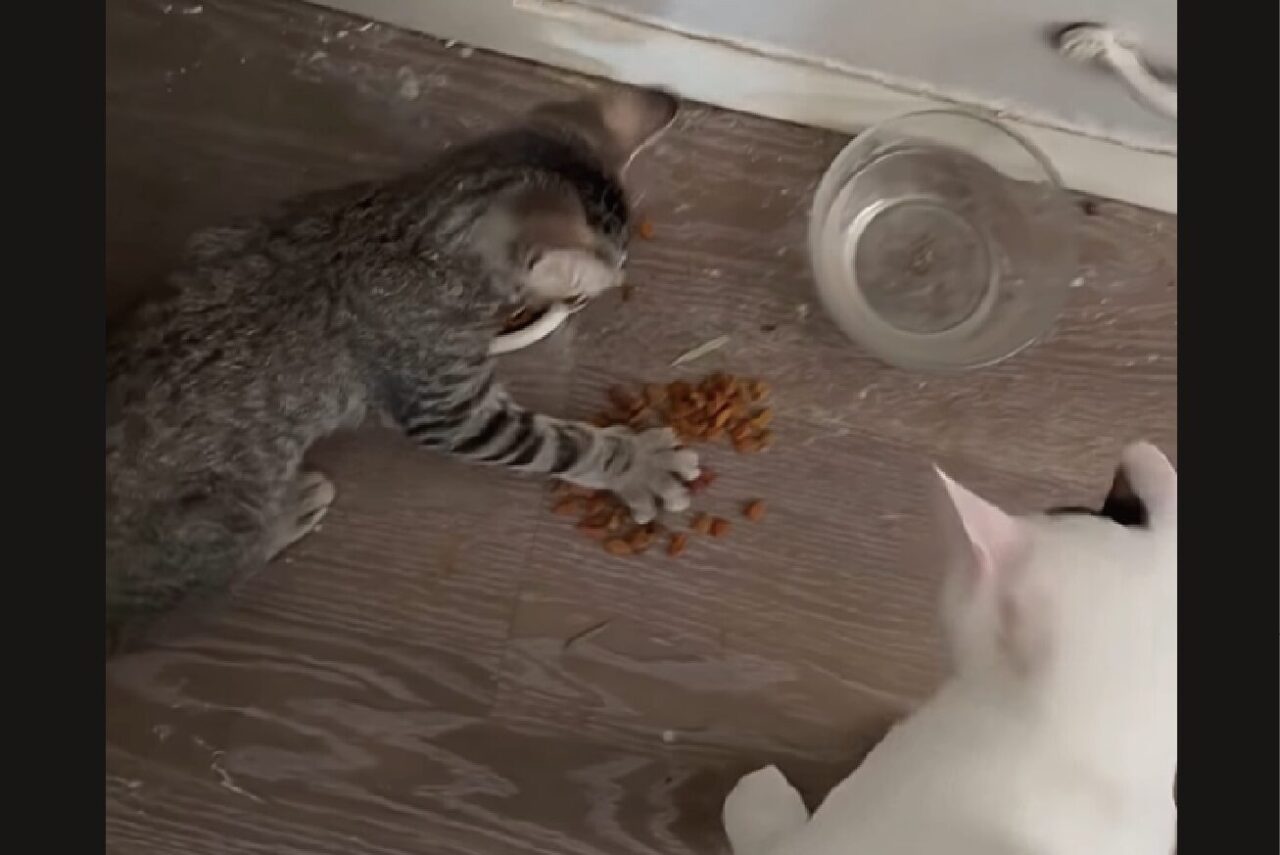 ごはんを独り占めしようとする子猫。お友達にも食べさせるために飼い主さんは機転を利かせた！！【アメリカ・動画】