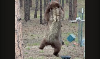 子グマが宙に浮かんでいる！？ヤンチャな食いしん坊が生んだ珍光景？【アメリカ・動画】