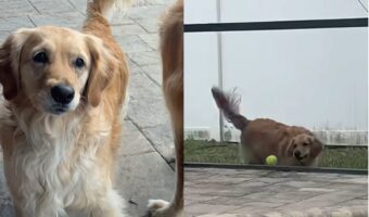 ボール遊びをしたいゴールデンレトリバーたち。だけどフェンスの裏に回ったら・・ボールが取れないよ！！【アメリカ・動画】