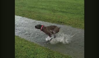 ボクサー犬が大はしゃぎ！庭に川ができて走り回る！！【アメリカ・動画】